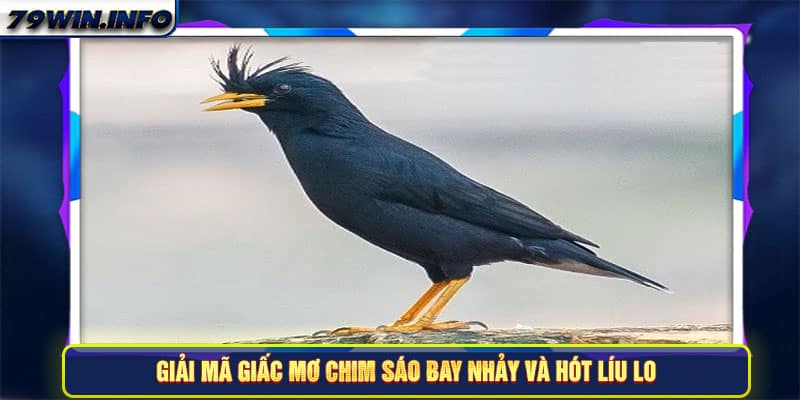 Giải mã giấc mơ chim sáo bay nhảy và hót líu lo