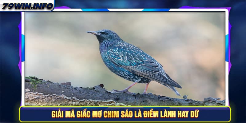 Giải mã giấc mơ chim sáo là điềm lành hay dữ