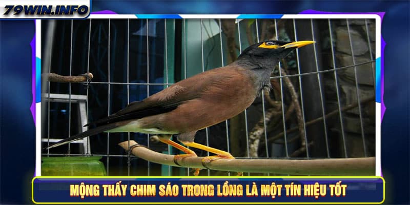 Mộng thấy chim sáo trong lồng là một tín hiệu tốt